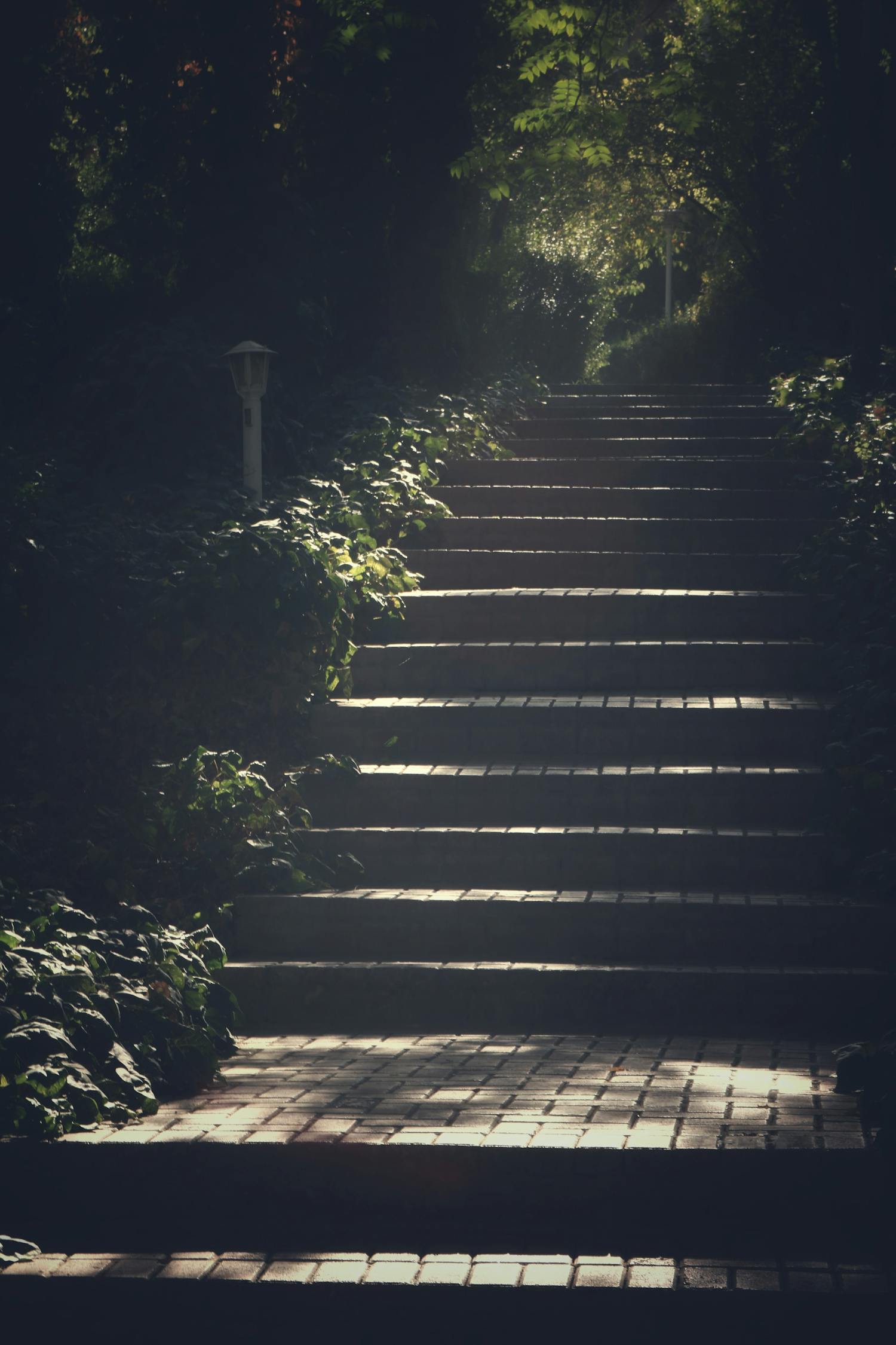 黎明杀机初学者指南，从新手到高手之路