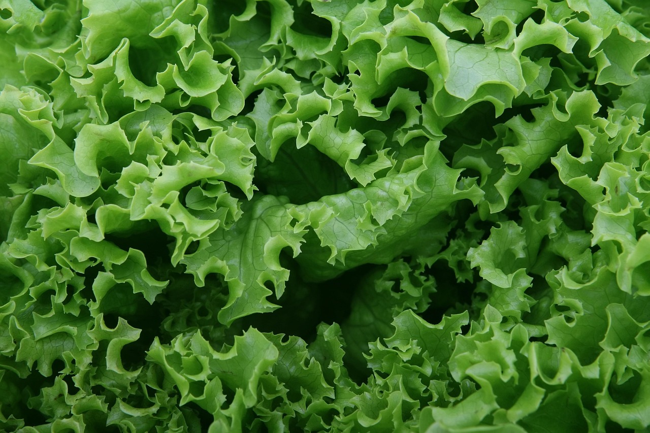 绿宝石的秘密，揭秘生菜的惊人营养价值与健康益处