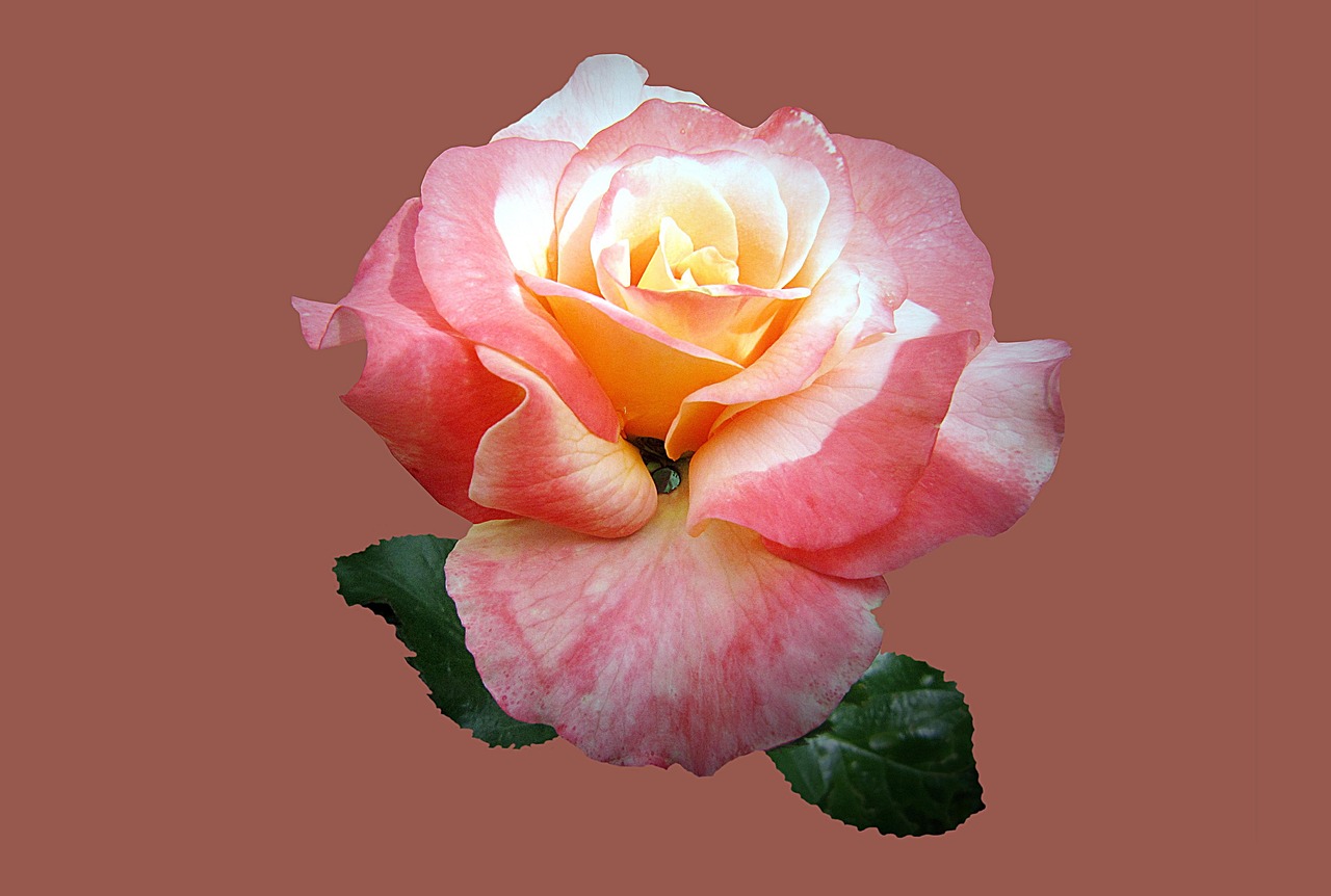 月季，四季常开的花园宠儿