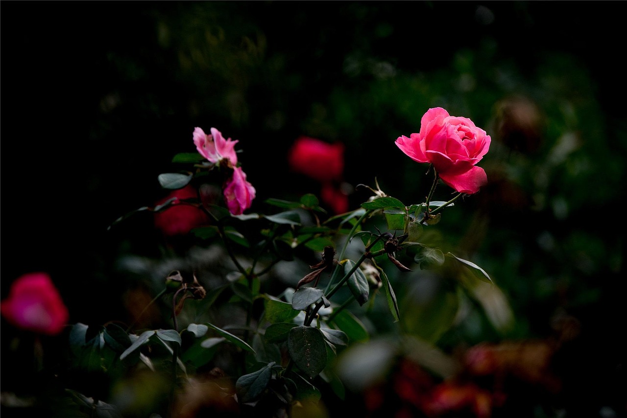月季花开，四季如春，探索月季的奥秘与魅力