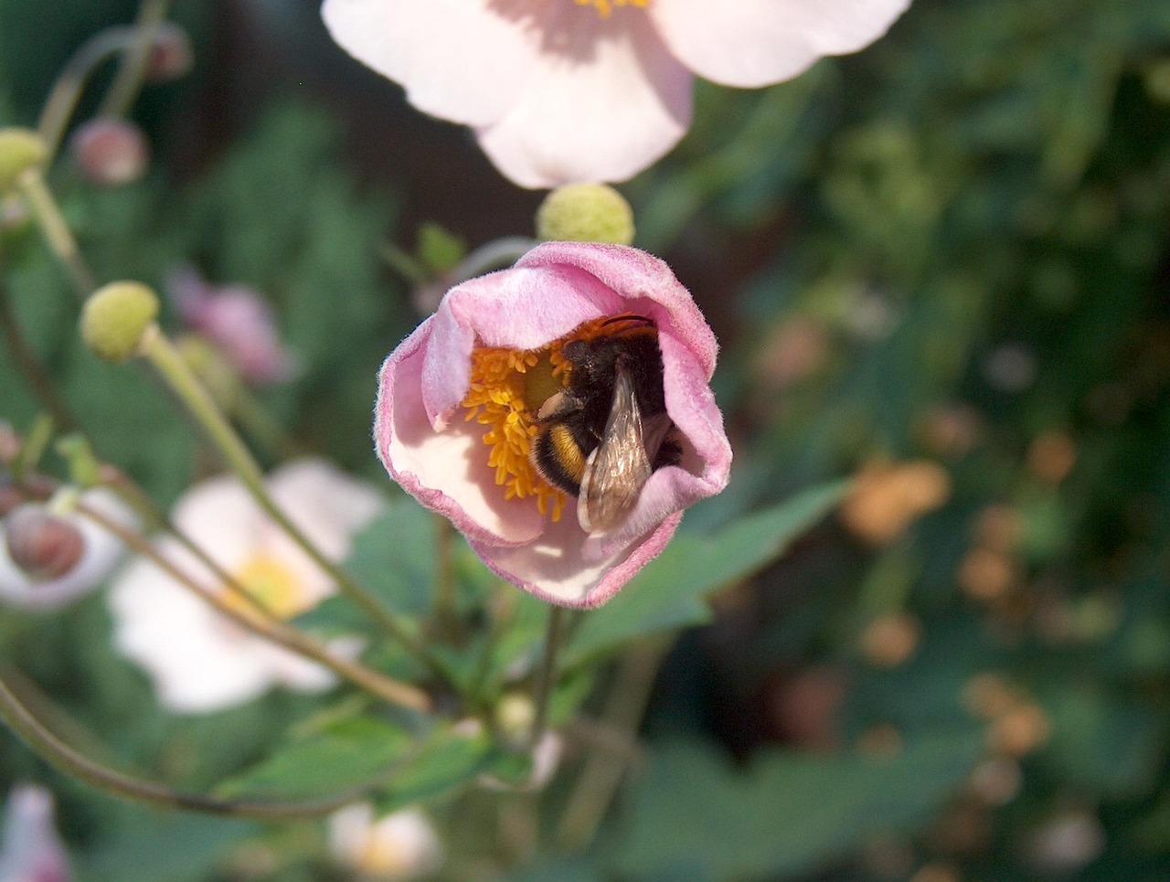 月季花，四季绽放的花园守护者