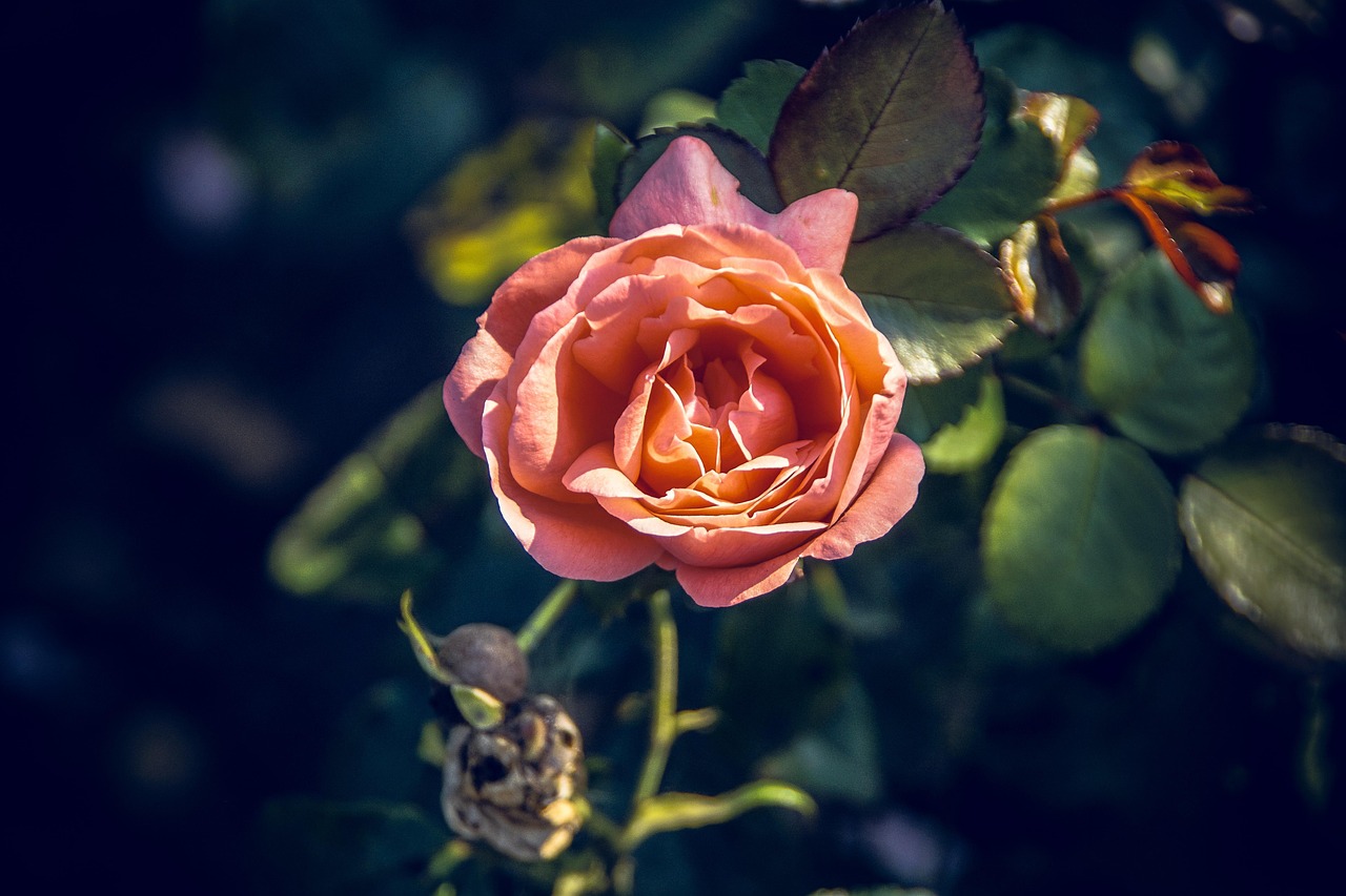月季花，绽放的四季之花