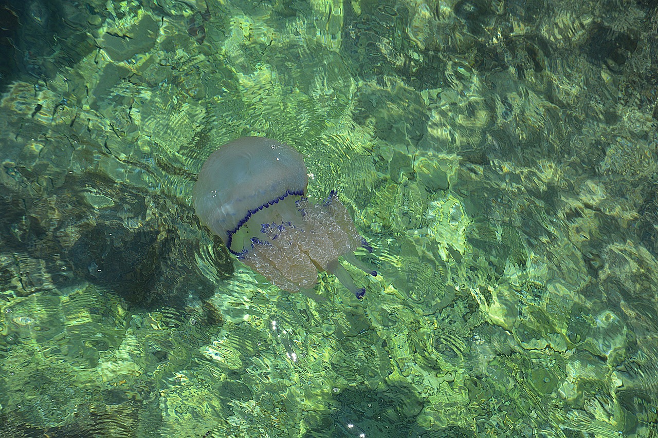 海洋的馈赠，透过屏幕，体验海鲜的鲜美之旅