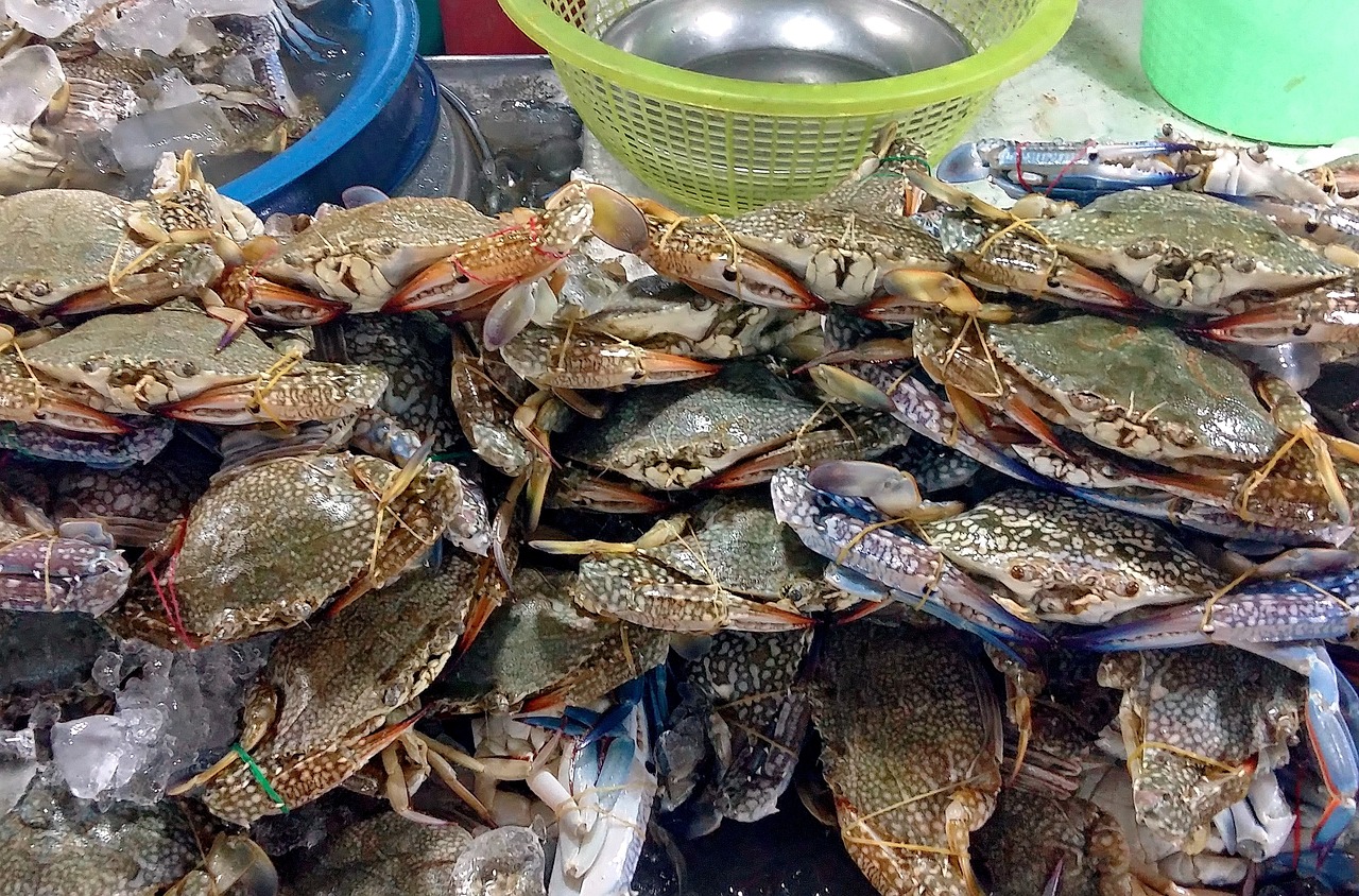 海鲜盛宴，探索吃播大全中的美味与文化