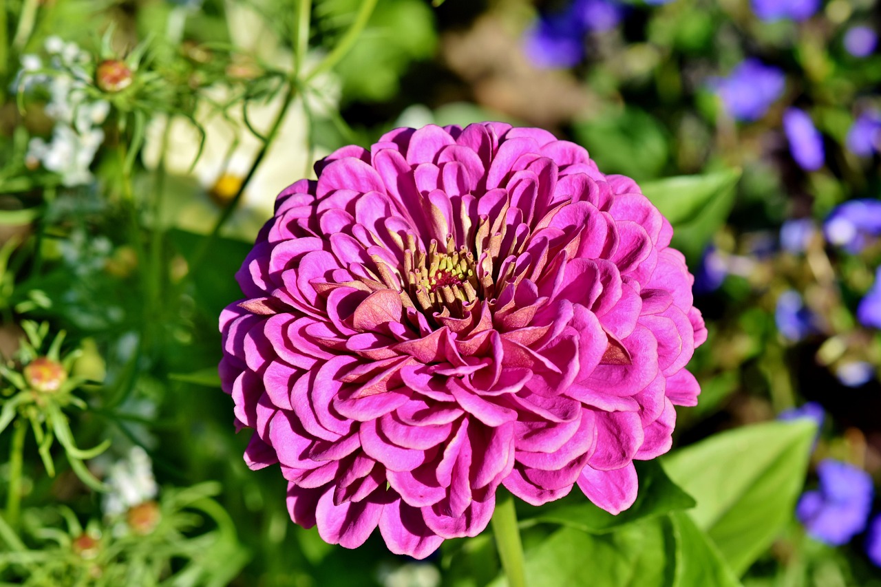 月季花的奥秘，从花园到心灵的绽放