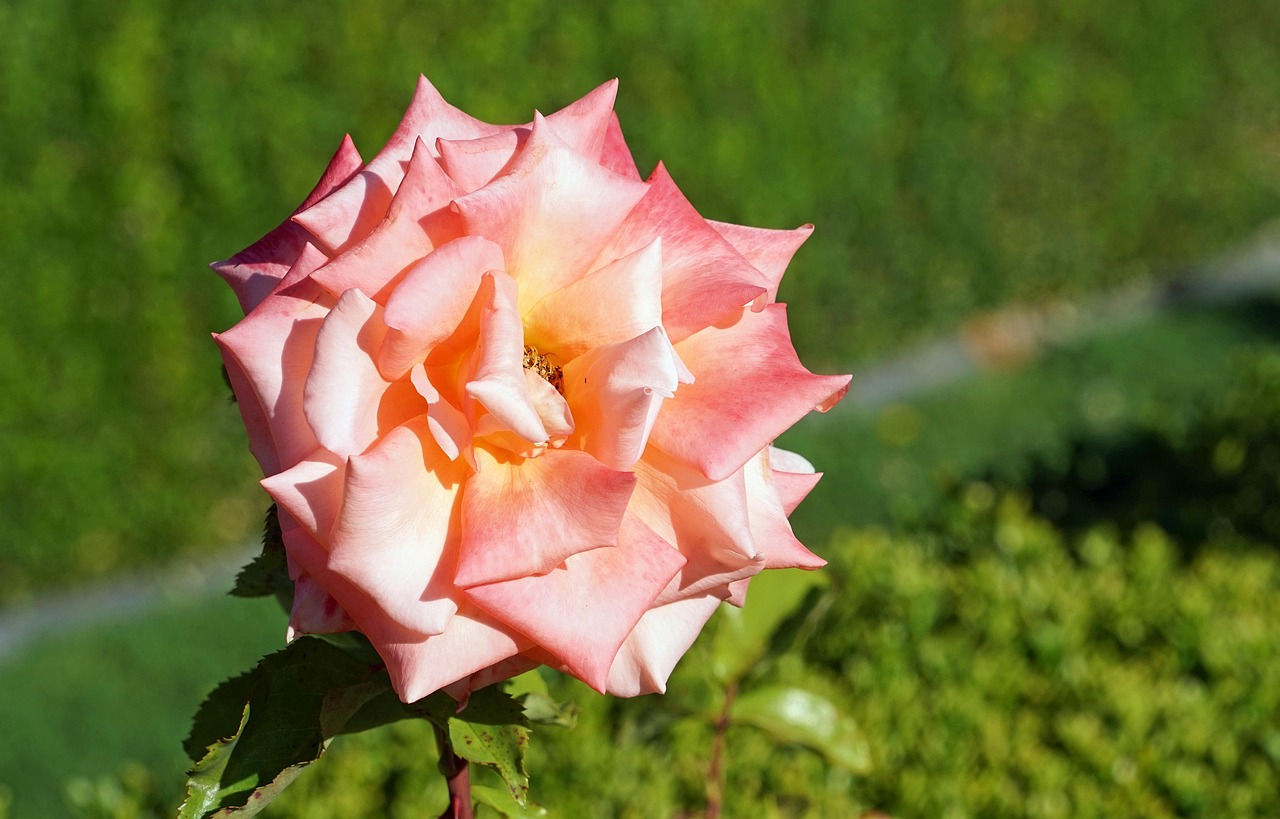 月季花开，四季如春—月季的宣传语与生活美学
