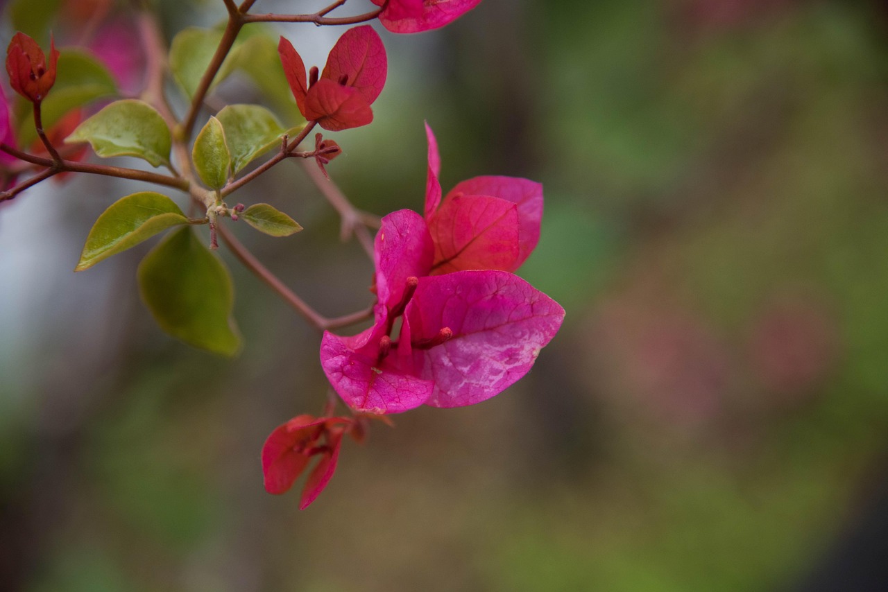 关于月季花的资料大全，从种植到欣赏的全面指南
