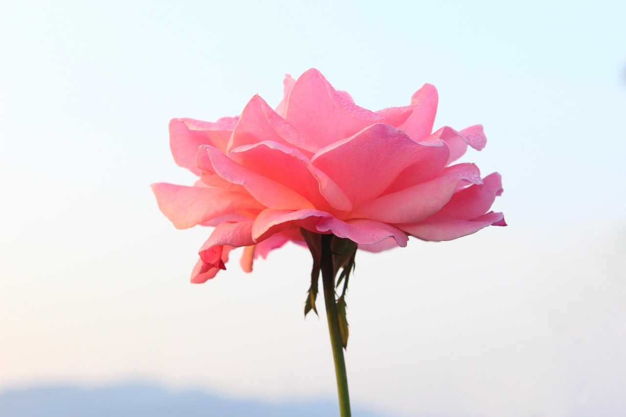 月季花开，四季如春，探索月季的魅力与养护秘诀