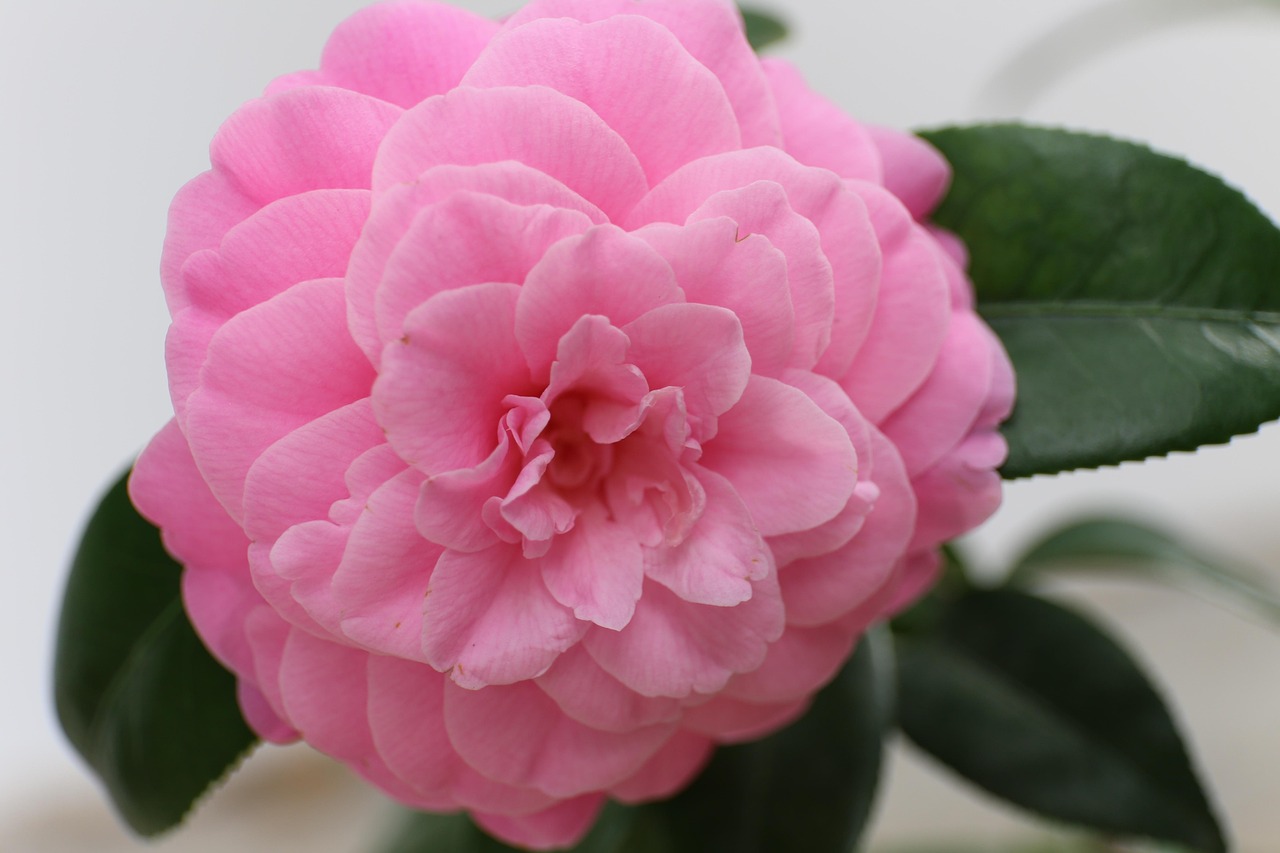 月季花，四季绽放的美丽与养护之道