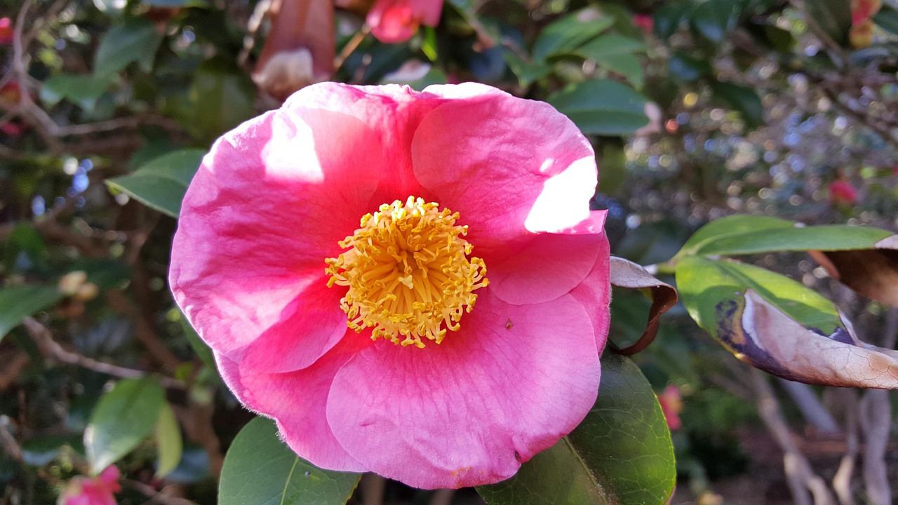 月季花，四季绽放的花园宠儿