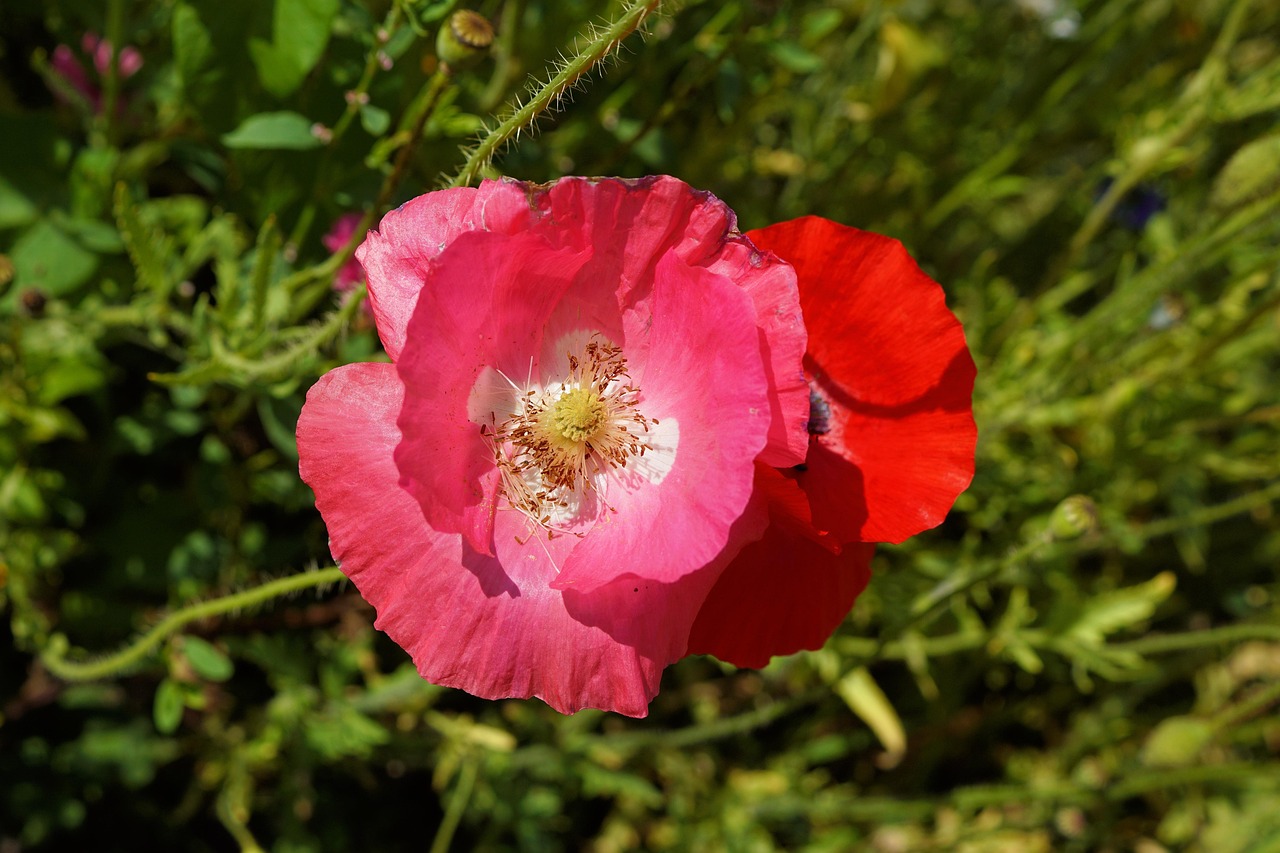 月季花的总结，四季绽放的花园宠儿