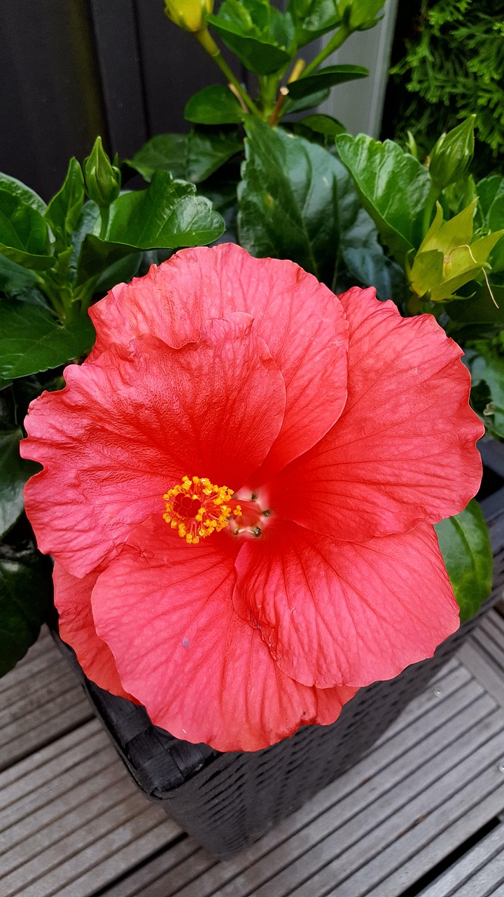 月季花，绽放在四季的花园宠儿