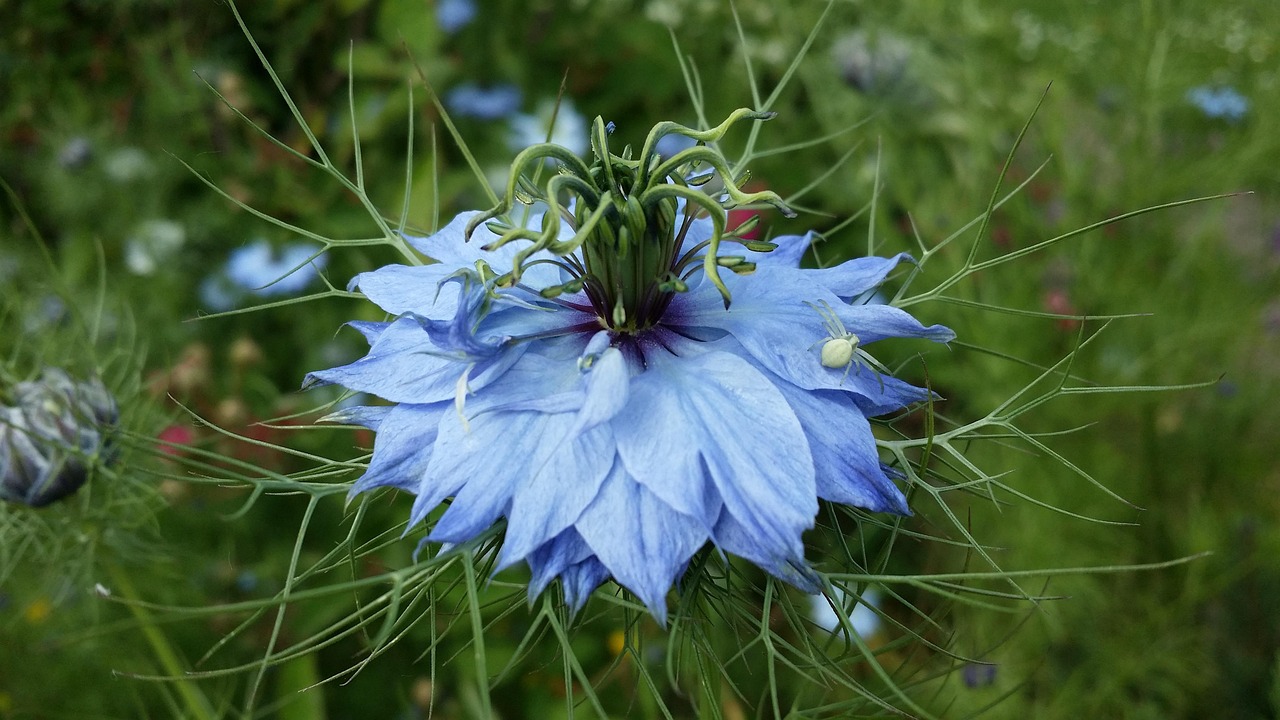 月季花，四季常开的花园精灵