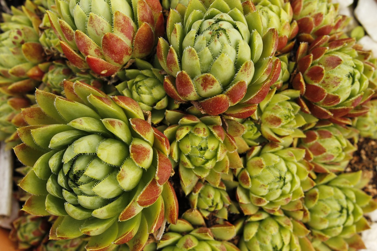 绽放四季，月季花的新闻报道与园艺指南