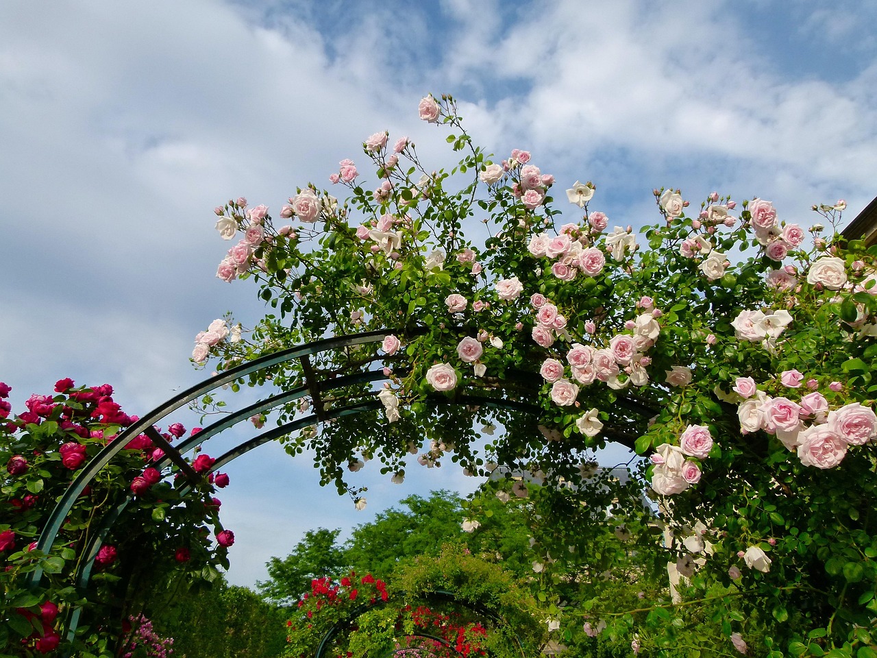 月季花开正当时，探索月季的奥秘与魅力
