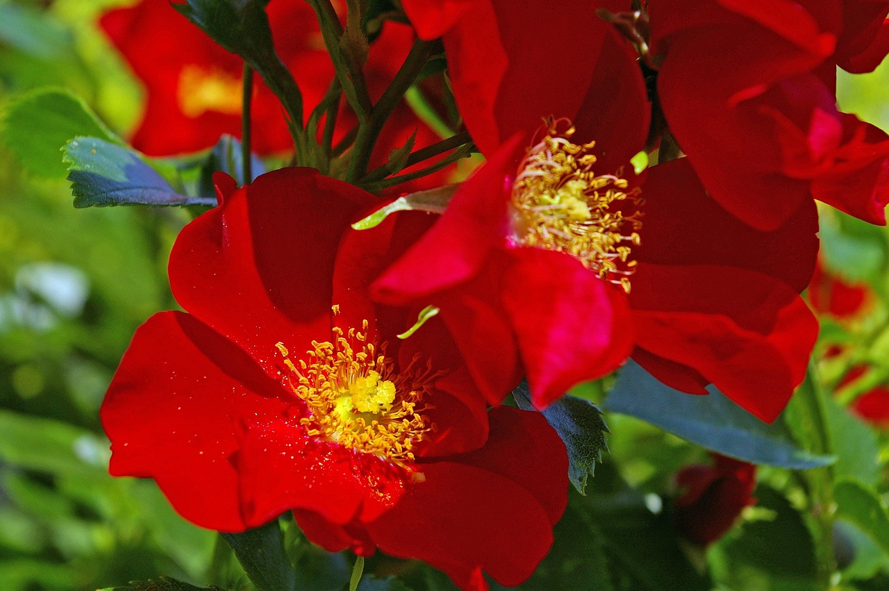 月季花，四季绽放的诗篇